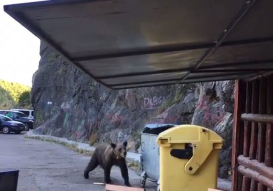 Turistul bulgar mușcat de urs pe Transfăgărășan, amendat cu 20.000 de lei