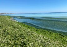 Invazie de alge pe litoral (Galerie foto)
