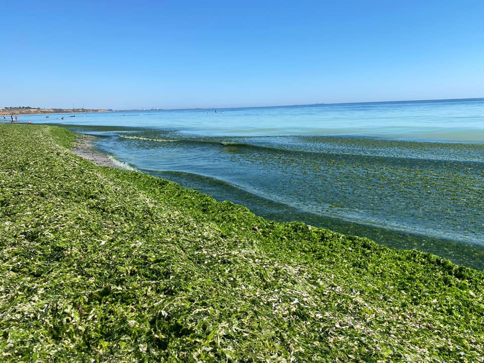 Stațiunea invadată de alge și meduze. Plajele pe care turiștii au ajuns să le evite