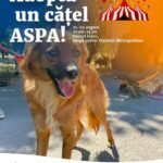 Câini din adăposturi pot fi adoptaţi, în weekend, în Parcul Izvor