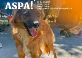 Câini din adăposturi pot fi adoptaţi, în weekend, în Parcul Izvor