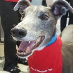 Câinele-superstar care a salvat zeci de alţi câini cu grupa sa de sânge rară