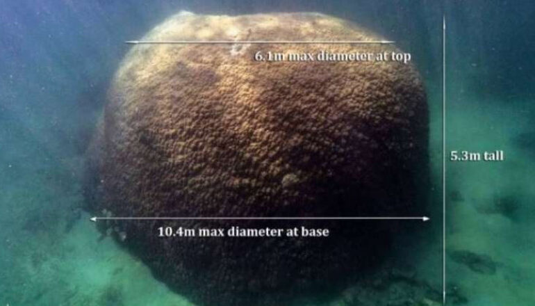 A fost descoperit un coral de dimensiuni gigantice