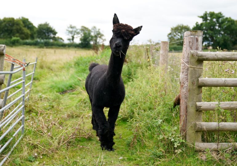 Alpaca Geronimo a fost eutanasiat, în ciuda protestelor și apelurilor la clemență către Boris Johnson