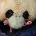 Doi pui de panda s-au născut în Franţa. Unul are doar 149 de grame