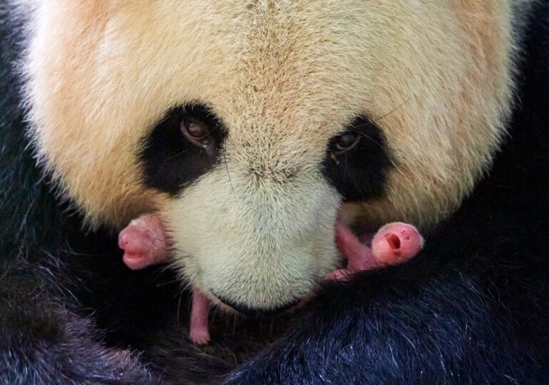 Doi pui de panda s-au născut în Franţa. Unul are doar 149 de grame