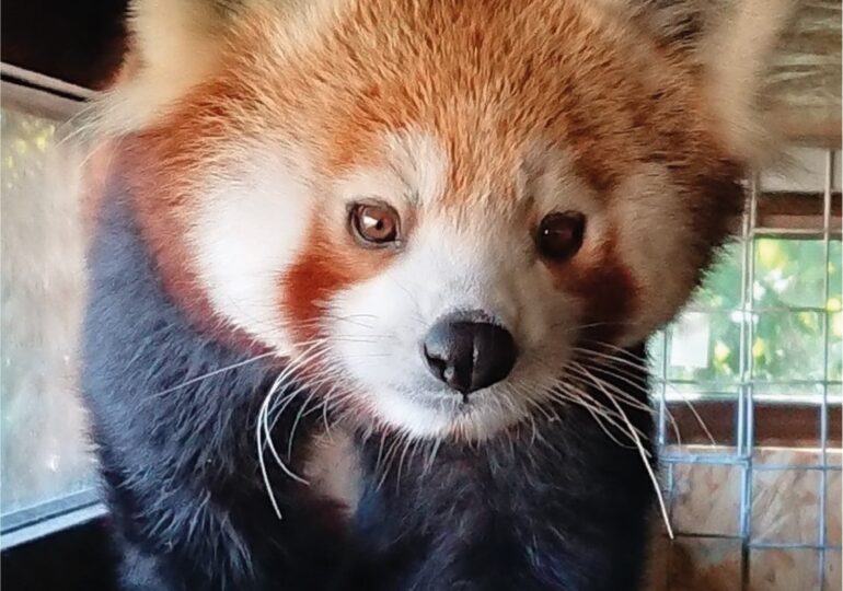 Primii pui de panda roșu din România s-au născut la Zoo Braşov (Video)