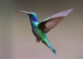 Descoperire neașteptată legată de femelele colibri. Așa reușesc să nu fie hărțuite de masculi