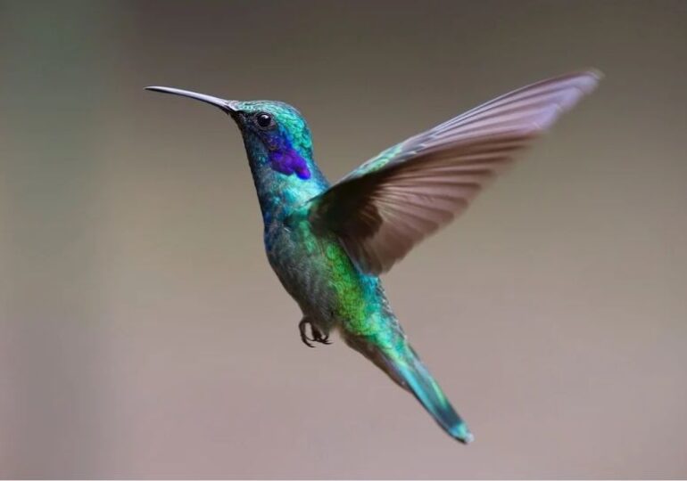 Descoperire neașteptată legată de femelele colibri. Așa reușesc să nu fie hărțuite de masculi
