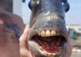 O ciudățenie de pește, cu dinți ca de om, a fost prins în Carolina de Nord