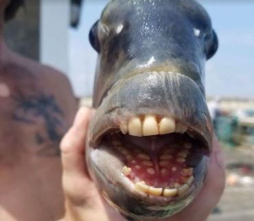 O ciudățenie de pește, cu dinți ca de om, a fost prins în Carolina de Nord