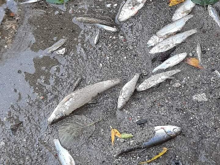 Sute de peşti au murit în Jiul de Vest