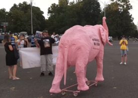 Protest cu un elefant roz în Piaţa Victoriei, la trei ani de la violenţele din 10 august (Video)