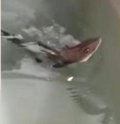 O femelă rechin a născut un pui, deși nu a mai întâlnit un mascul de 10 ani