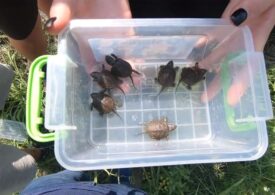 Şase pui de broască ţestoasă au fost salvaţi de voluntarii unei asociații de conservare a biodiversităţii din Focșani (Video)