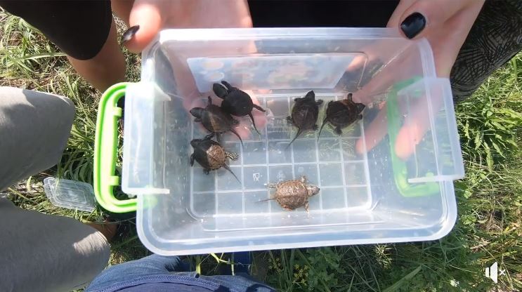 Şase pui de broască ţestoasă au fost salvaţi de voluntarii unei asociații de conservare a biodiversităţii din Focșani (Video)
