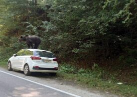 Un urs s-a urcat pe o maşină, pe un traseu din Munţii Făgăraş