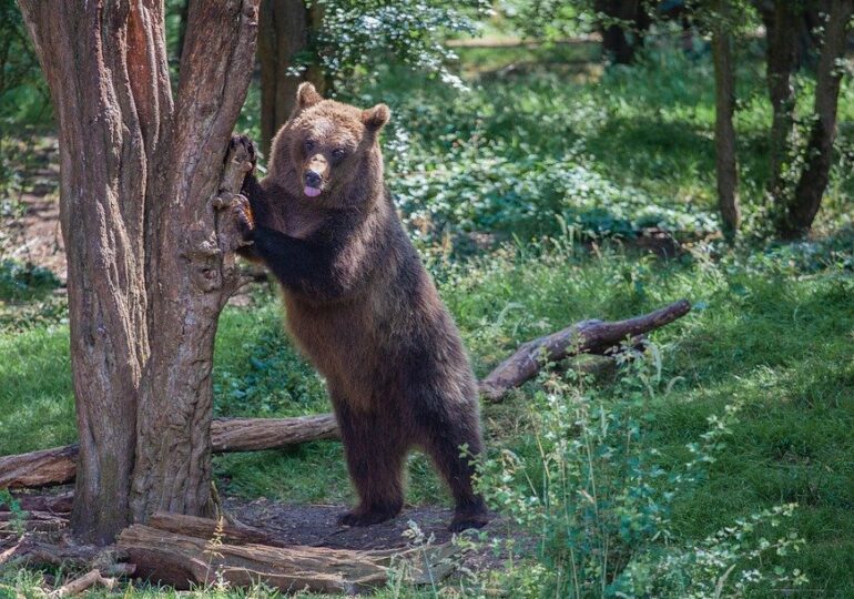 Un urs care obișnuia să umble prin orașul Râșnov a fost capturat și relocat