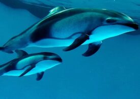 O ”măcelărire” inutilă: Peste 1.400 de delfini au fost uciși într-o singură zi