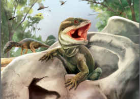 În Argentina a fost descoperit strămoșul tuturor reptilelor cu solzi