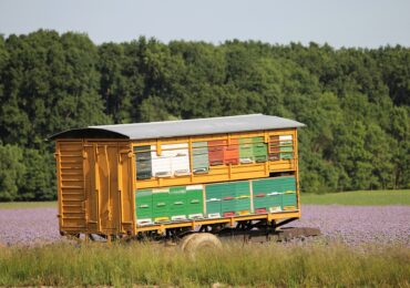 Număr record de stupi în UE: România, pe locul doi după Italia