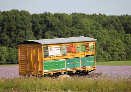 Număr record de stupi în UE: România, pe locul doi după Italia