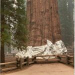 Măsuri disperate: Cel mai mare copac din lume și unul dintre cei mai vechi de pe Terra a fost înfășurat în folii de aluminiu