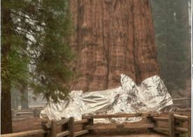 Măsuri disperate: Cel mai mare copac din lume și unul dintre cei mai vechi de pe Terra a fost înfășurat în folii de aluminiu