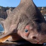 Creatură bizară descoperită de marinarii italieni. Are corp de rechin și cap de porc (Video)