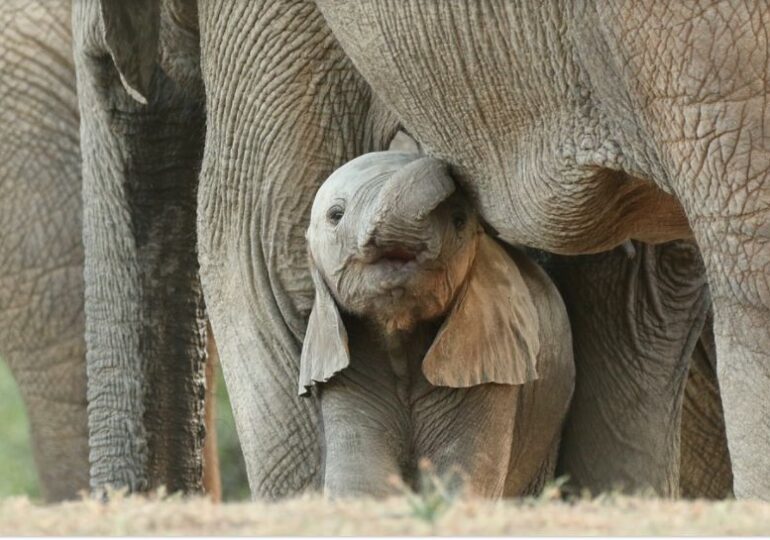 Elefantul Dumbo devine realitate. Cum se schimbă animalele pe fondul încălzirii globale
