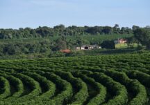 plantație de cafea