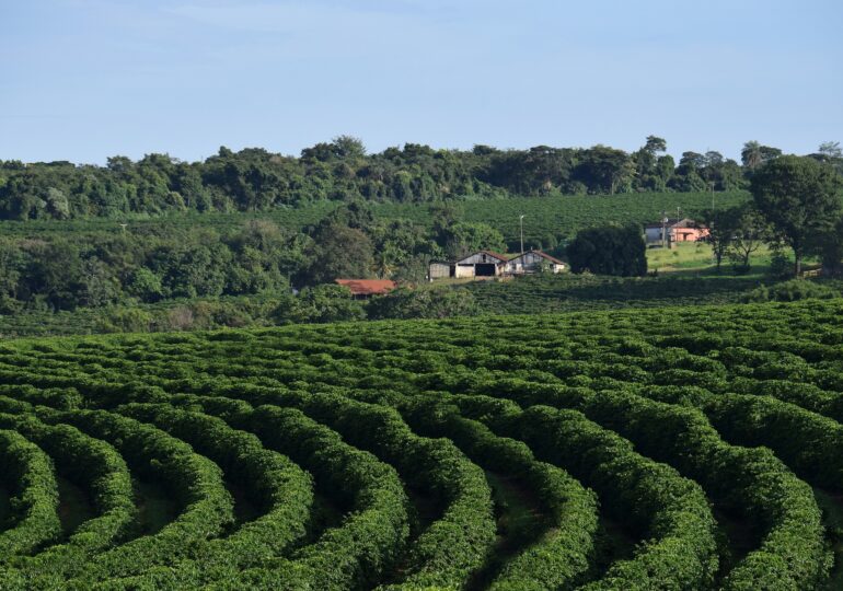Americanii au început să cultive arbori de cafea, atât de mult s-a schimbat clima
