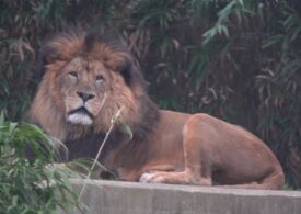 Șase lei și trei tigri de la grădina zoo din Washington, testați pozitiv Covid