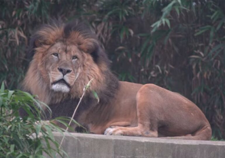 Șase lei și trei tigri de la grădina zoo din Washington, testați pozitiv Covid