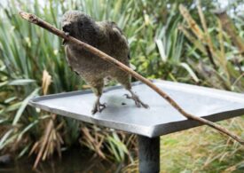 Un papagal cu dizabilități reușește în premieră să-și facă toaleta folosindu-se de ustensile (Video)