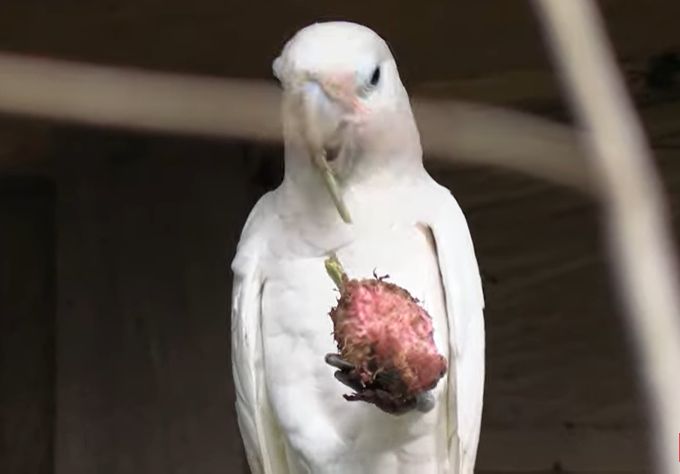 O specie de papagali folosește ustensile pentru mâncat, în sălbăticie. Mai inteligente decât ciorile! (Video)