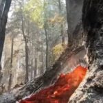 Giganții sequoia sunt amenințați și anul acesta de incendiile din California. Deja s-au făcut scrum două treimi din arbori (Video)