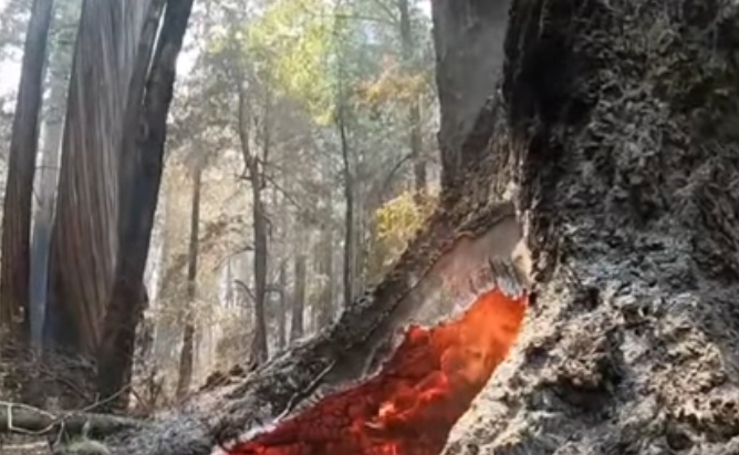Giganții sequoia sunt amenințați și anul acesta de incendiile din California. Deja s-au făcut scrum două treimi din arbori (Video)