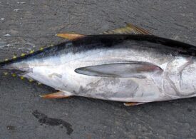 Eforturile de conservare dau roade: Mai multe specii de ton nu se mai află în pericol de dispariție