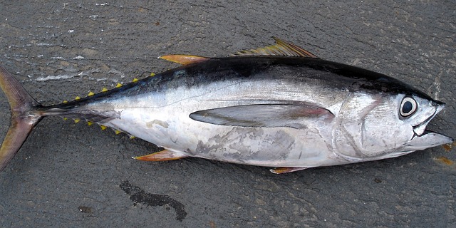 Eforturile de conservare dau roade: Mai multe specii de ton nu se mai află în pericol de dispariție