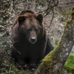 Un urs a fost văzut în zona Pelișor, la Sinaia. A fost emisă o alertă