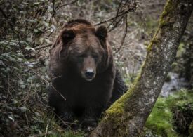 Un urs a fost văzut în zona Pelișor, la Sinaia. A fost emisă o alertă