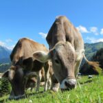 Vacile ar putea fi învăţate să meargă la toaletă pentru a reduce emisiile de gaze cu efect de seră