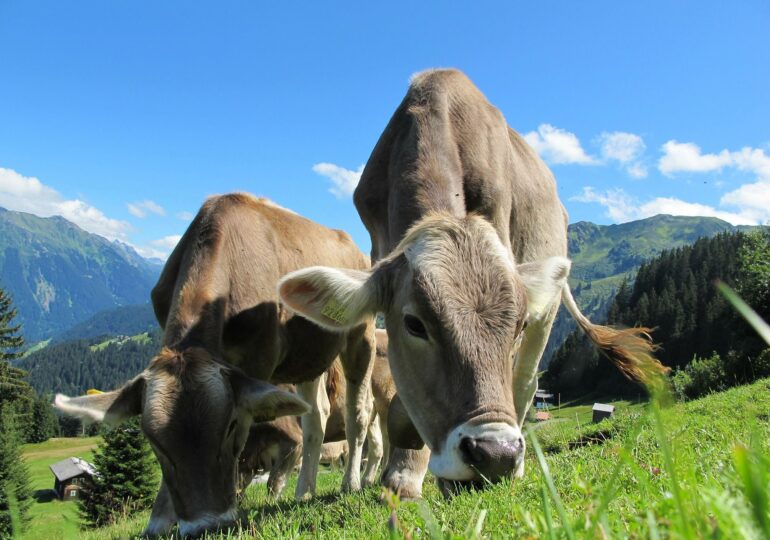 Vacile ar putea fi învăţate să meargă la toaletă pentru a reduce emisiile de gaze cu efect de seră