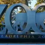 Grădina zoologică din Philadelphia a început să vaccineze animalele împotriva COVID-19: Lemuri, gorile și un urangutan