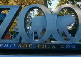 Grădina zoologică din Philadelphia a început să vaccineze animalele împotriva COVID-19: Lemuri, gorile și un urangutan