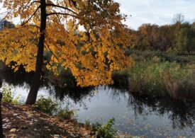 Proiect pilot la Bucureşti: De ce unii copaci au o mică bulină galbenă