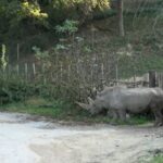 A murit „bunicul Toby”, cel mai bătrân rinocer din lume. Și-a depășit speranța de viață cu aproape 15 ani!