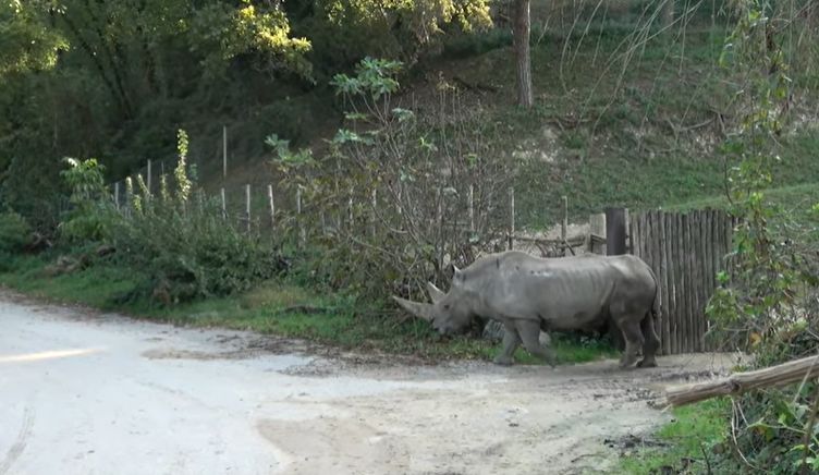 A murit "bunicul Toby", cel mai bătrân rinocer din lume. Și-a depășit speranța de viață cu aproape 15 ani!
