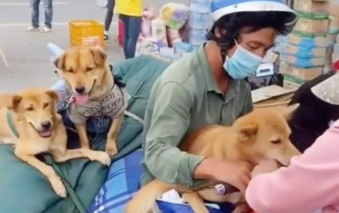 Caz șocant în Vietnam: 16 câini au fost uciși, după ce stăpânilor le-au ieșit pozitive testele de covid